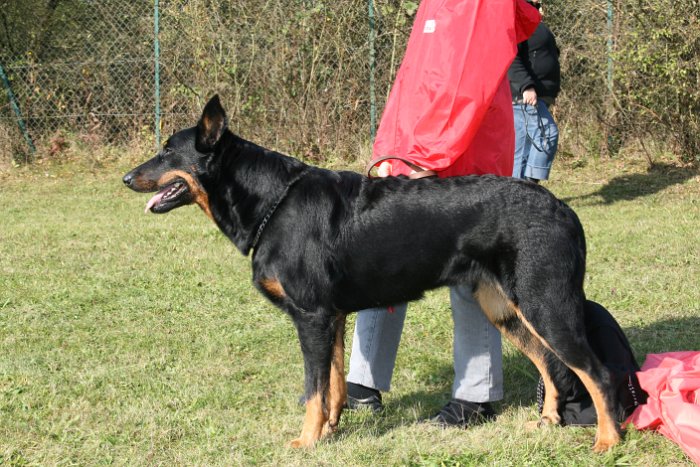 Birmane De Montclea (10)